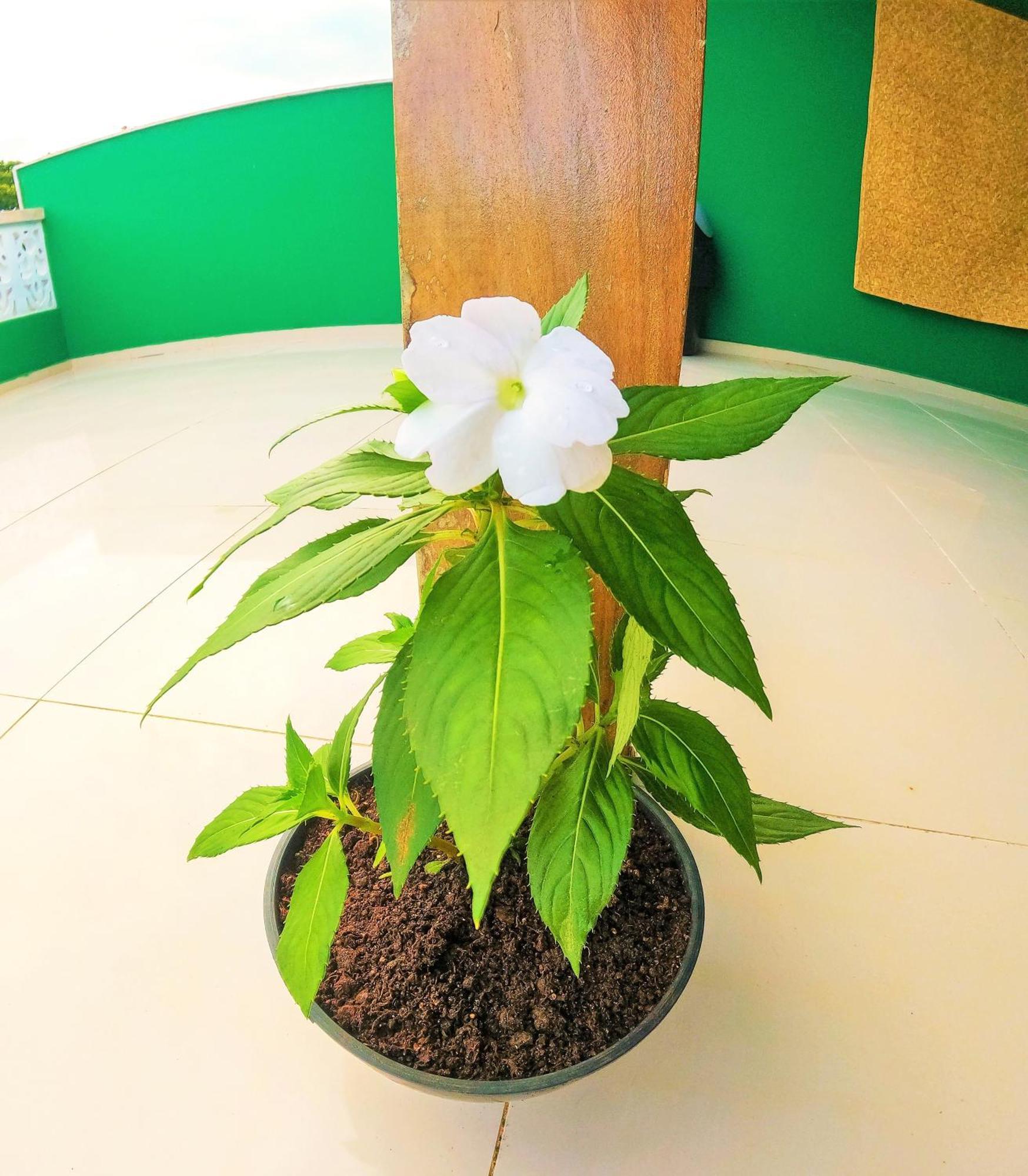 Praieira Hostel&Pousada Itacaré Екстериор снимка